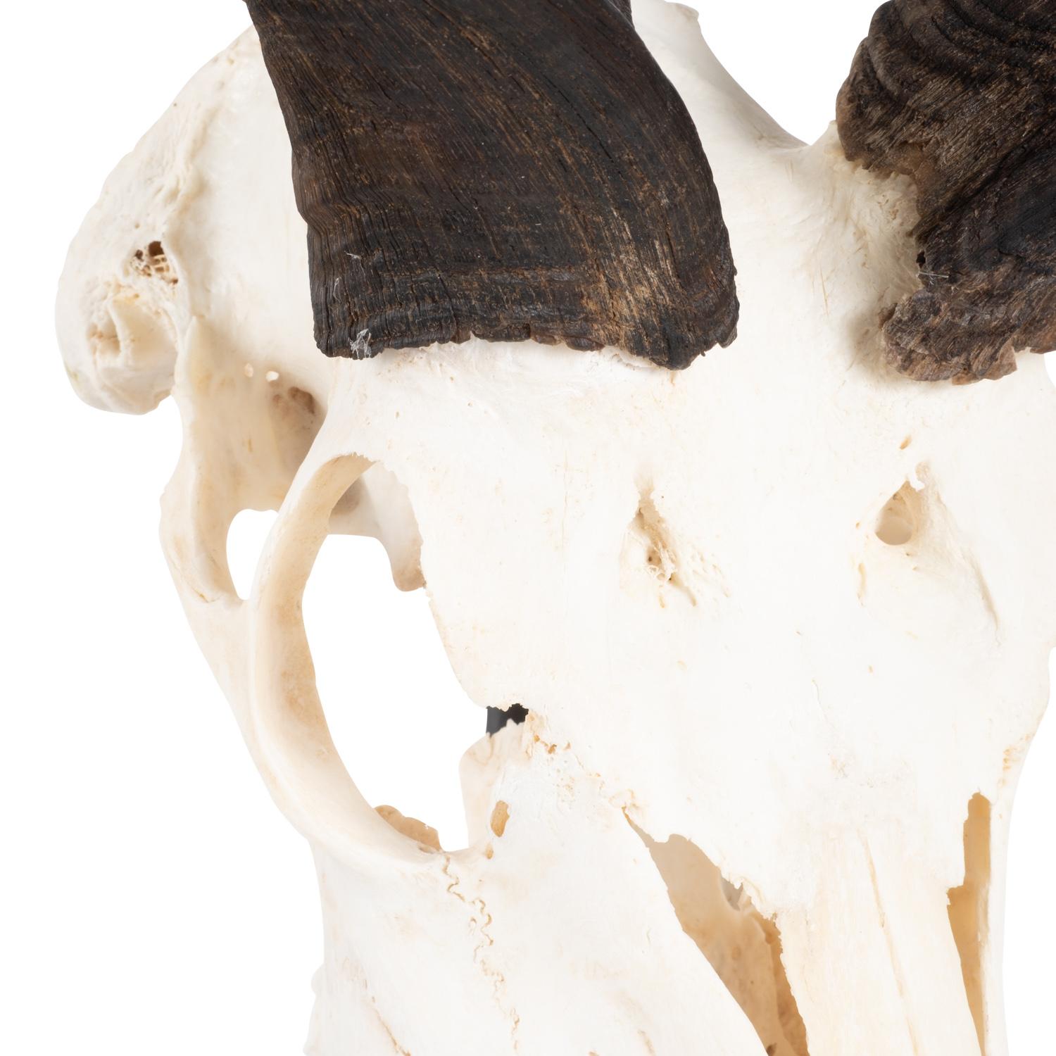 Mounted Natural Kudu Skull - Large