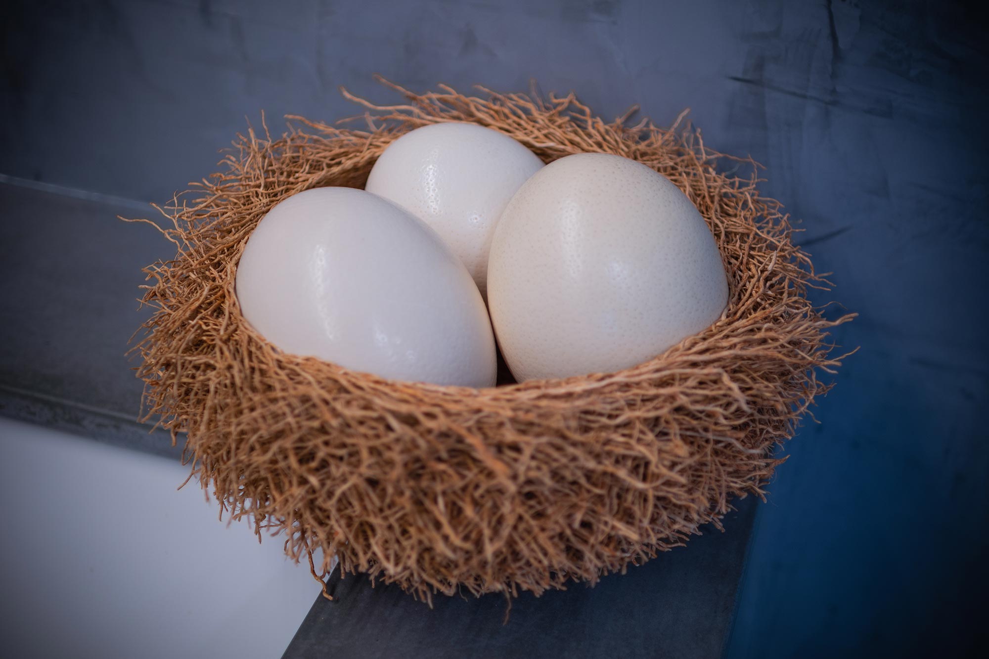 Plain Polished Ostrich Egg