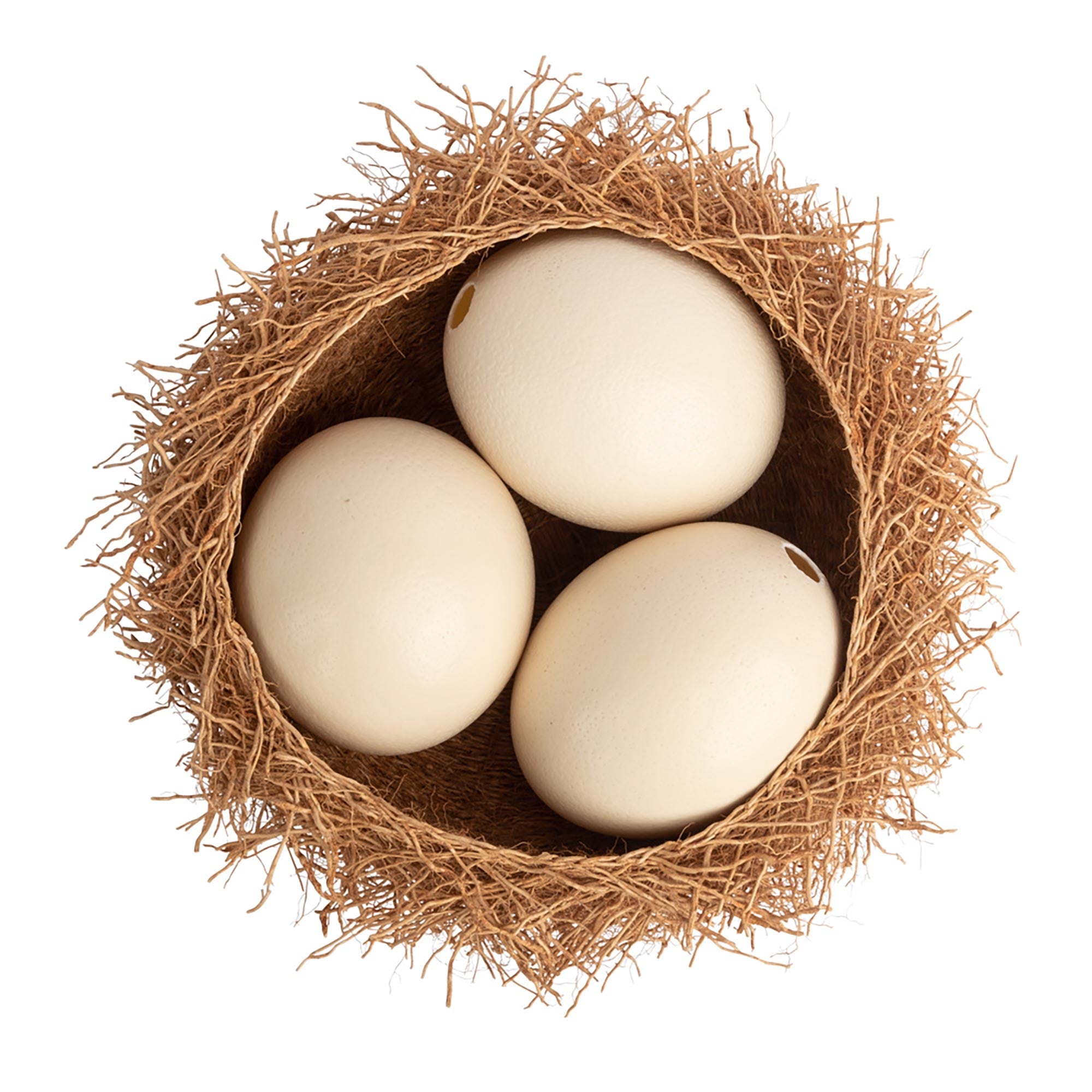 Plain Polished Ostrich Egg