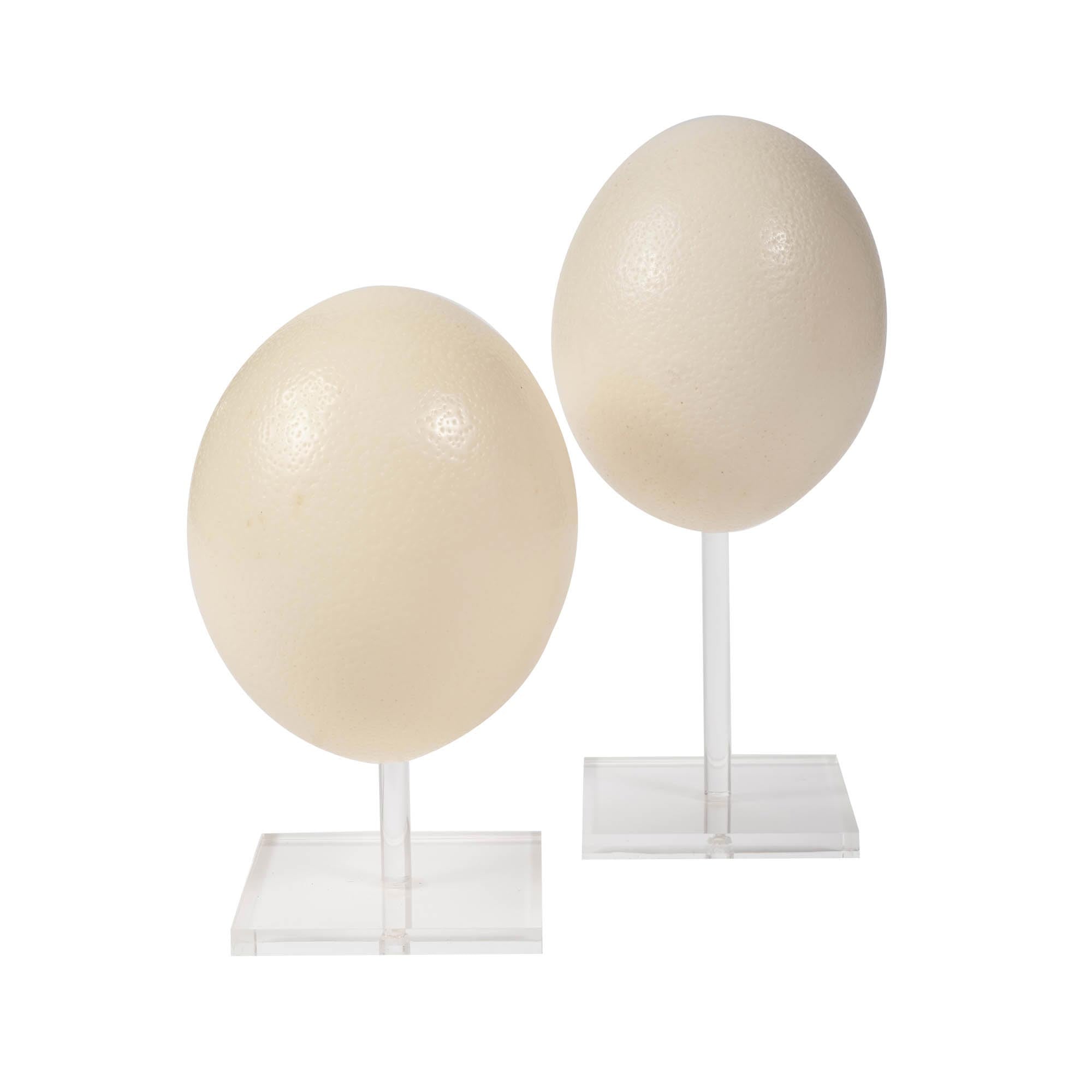 Plain Polished Ostrich Egg