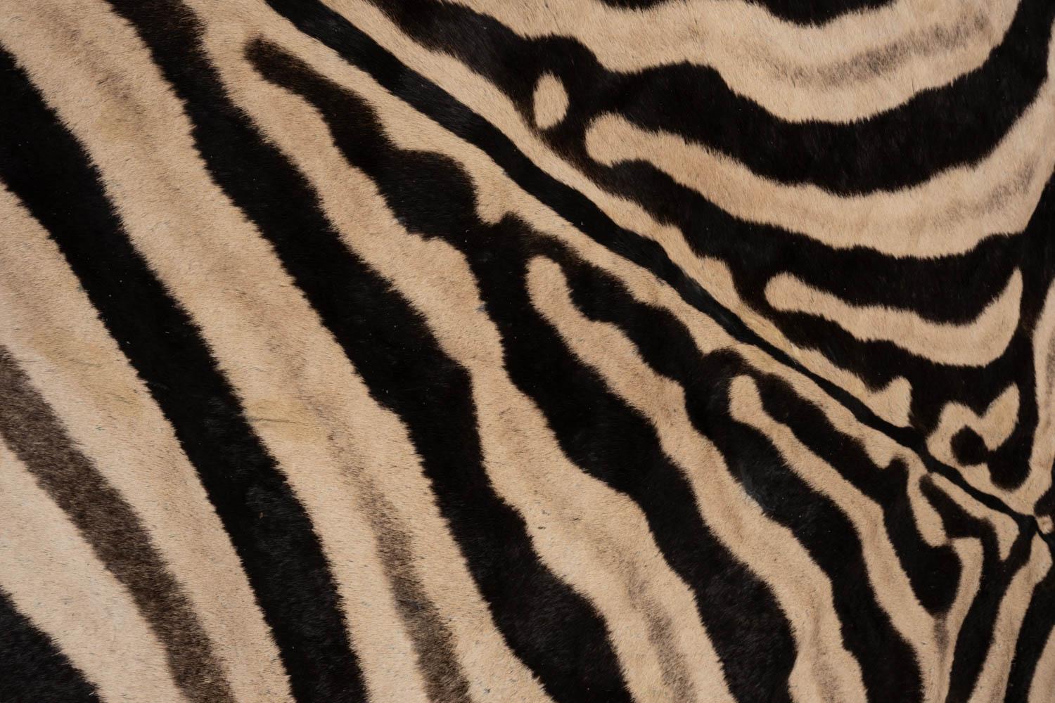 Zebra Hide with Ostrich Feather Trim