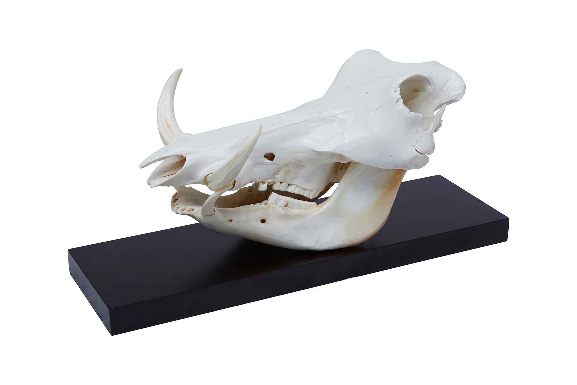 Mounted Warthog Skull