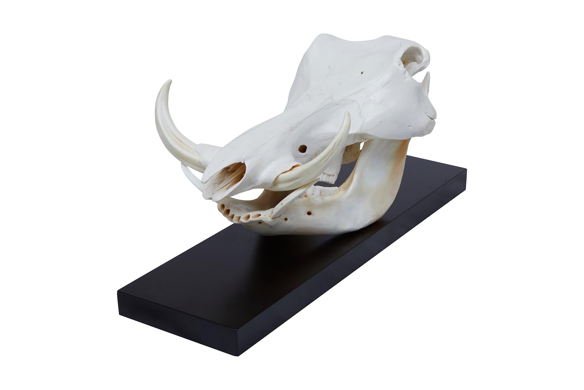 Mounted Warthog Skull