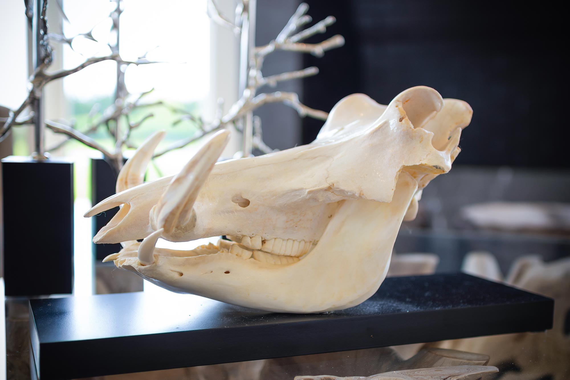 Mounted Warthog Skull