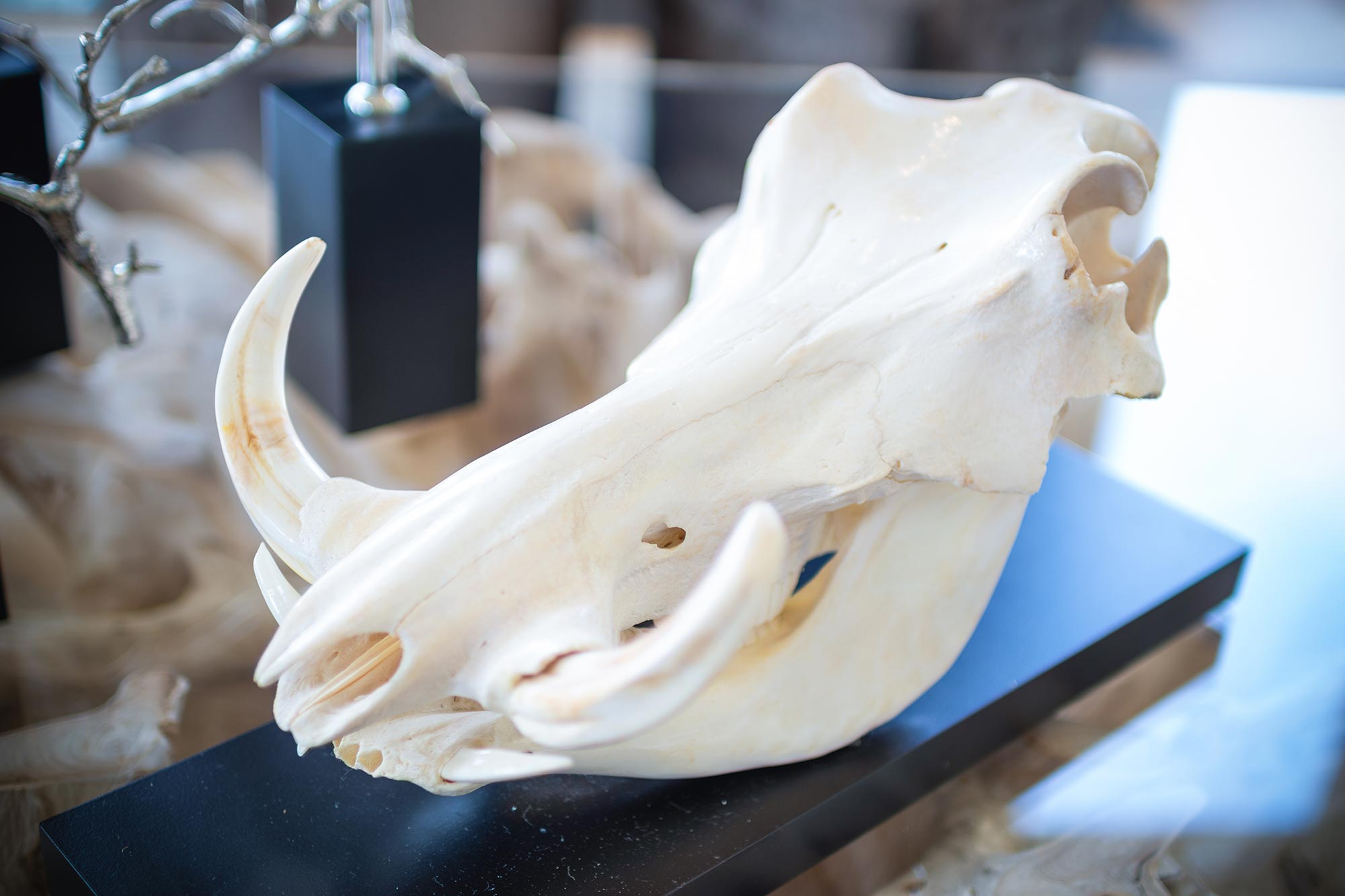 Mounted Warthog Skull