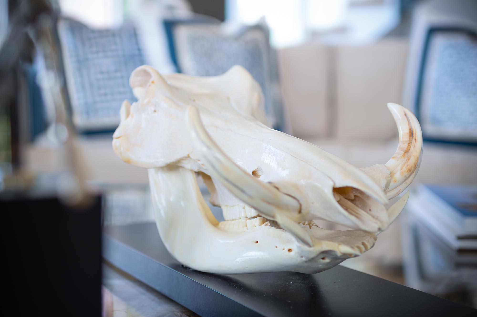 Mounted Warthog Skull