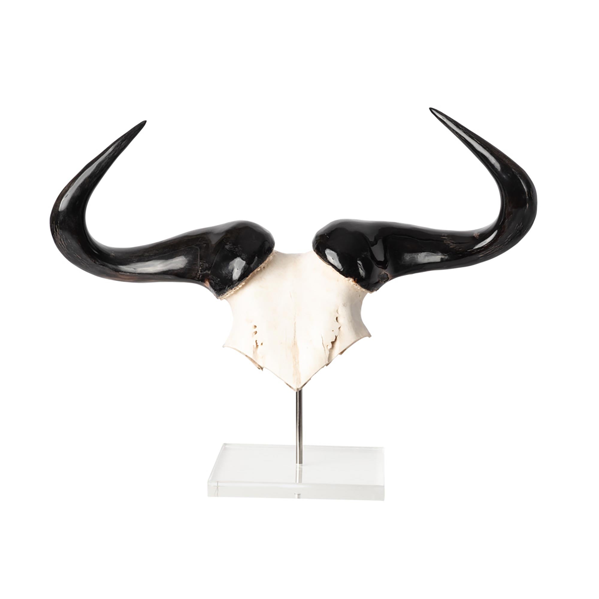 Mounted Wildebeest Skullplate